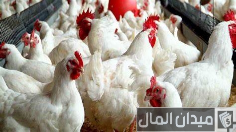 دراسة جدوى مشروع مزرعة تربية دواجن دراسة جدوى مشروع مزرعة تربية دواجن