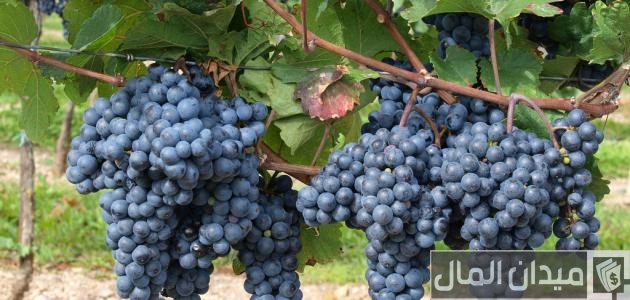 زراعة العنب من البذور زراعة العنب من البذور