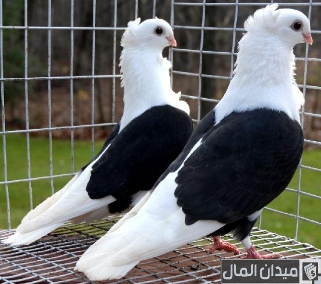أسعار الحمام البلدي أسعار الحمام البلدي