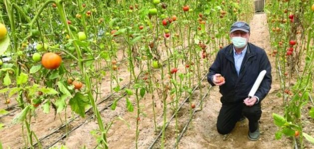 "الاتحاد الكويتي للمزارعين" يوضح مواعيد زراعة الخضروات في الكويت مواعيد زراعة الخضروات في الكويت