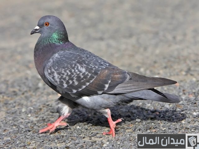 أسعار الحمام البلدي أسعار الحمام البلدي