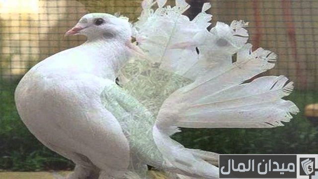 أسعار الحمام البلدي أسعار الحمام البلدي