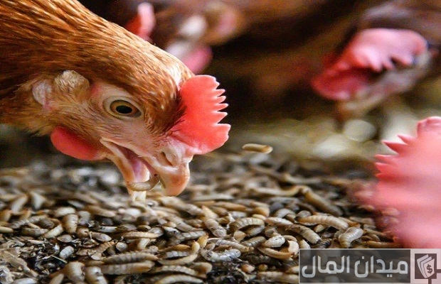دليل عناوين وأرقام شركات إضافات الأعلاف في مصر أفضل شركات إضافات الأعلاف في مصر