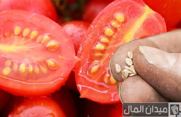 أنواع بذور الطماطم في مصر وسعرها أنواع بذور الطماطم في مصر