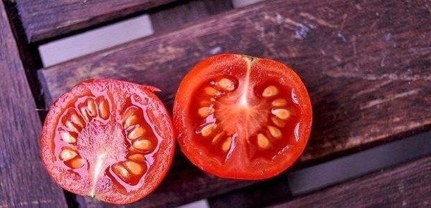 أنواع بذور الطماطم في مصر وسعرها أنواع بذور الطماطم في مصر