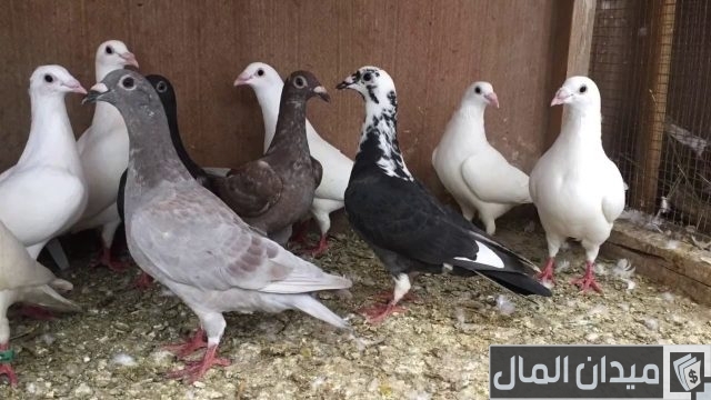 أسعار الحمام البلدي أسعار الحمام البلدي