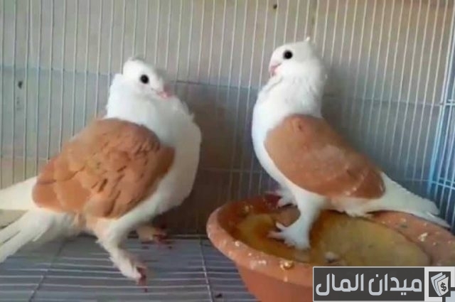 أنواع الحمام البلدي بالصور والسعر أنواع الحمام البلدي بالصور والسعر