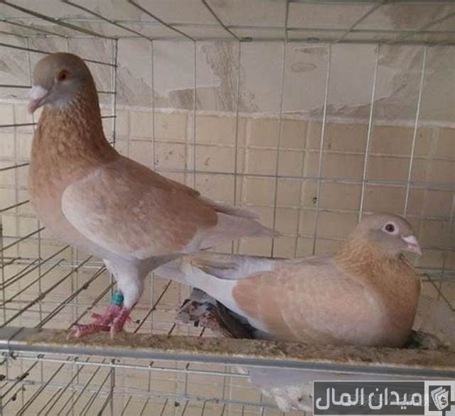 ر أنواع الحمام البلدي بالصور والسعر