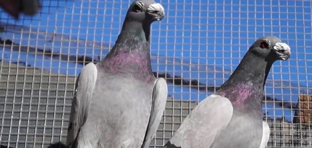 دراسة جدوى مشروع تربية الحمام البلدي في المنزل تربية الحمام البلدي