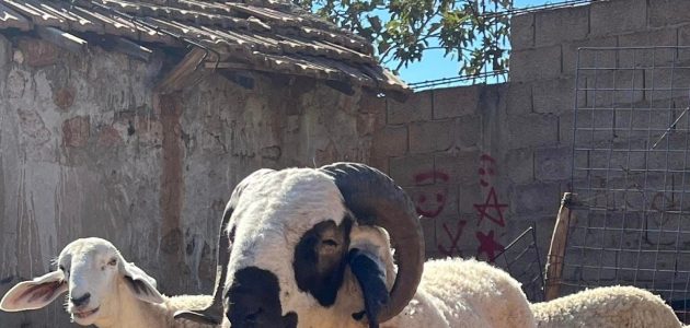 دراسة جدوى مشروع تربية المواشي وأرباح المشروع دراسة جدوى مشروع تربية المواشي