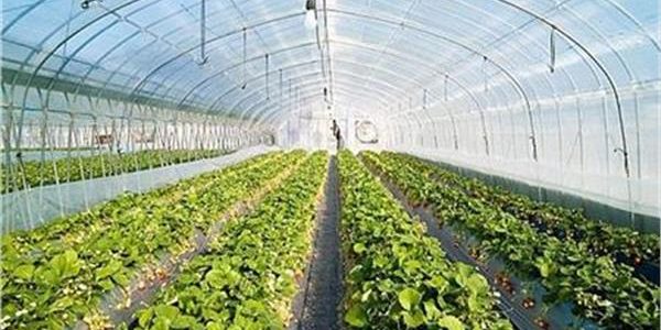 جدول مواعيد زراعة الخضروات والفاكهة في مصر زراعة الخضروات في مصر