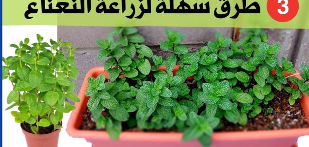 خطوات ونصائح من اجل زراعة النعناع زراعة النعناع