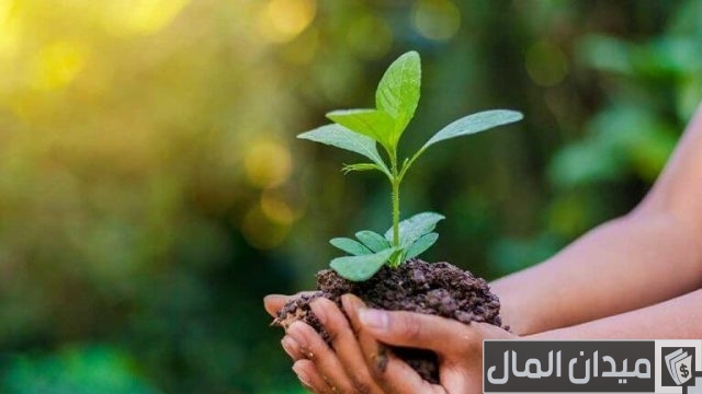 في يوم البيئة العالمي.. إطلاق برنامج «شجرة باسمك» داخل محطات القطار الكهربائي الخفيف في يوم البيئة العالمي.. إطلاق برنامج «شجرة باسمك» داخل محطات القطار الكهربائي الخفيف