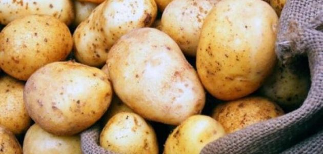 هل يتم تصدير البطاطس من مصر؟.. وما هي شروط التصدير محطات تصدير البطاطس في مصر