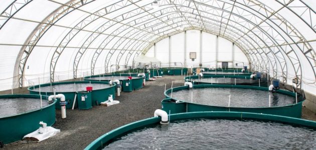 دراسة جدوى مشروع إنشاء مزرعة سمكية صغيرة في البيت مزرعة سمكية صغيرة
