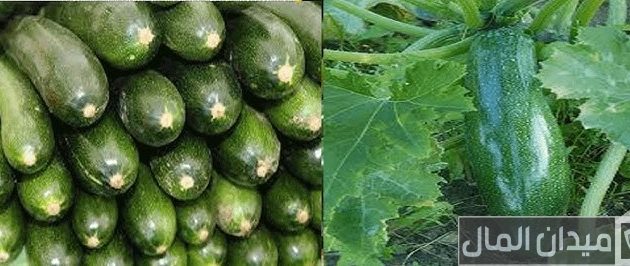 مواعيد زراعة الخيار في مصر "المكشوف وفي البيوت المحمية" مواعيد زراعة الخيار في مصر