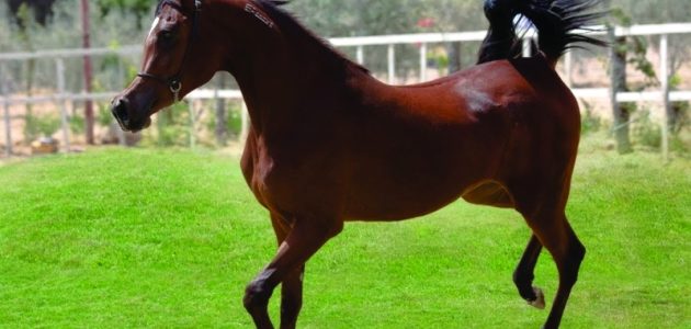 بيع وشراء الخيول في قطر بيع وشراء الخيول في قطر