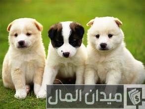 بيع وشراء الكلاب في قطر بيع وشراء الكلاب في قطر