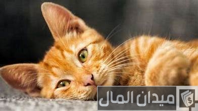 بيع وشراء القطط في قطر بيع وشراء القطط في قطر