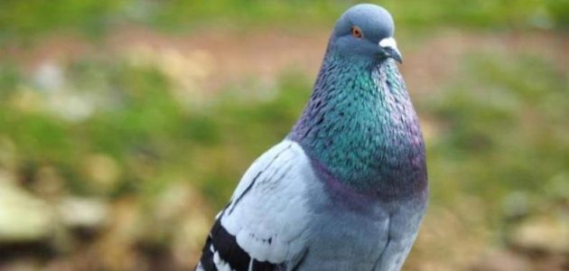 أسماء انواع الحمام الزاجل بالصور انواع الحمام الزاجل