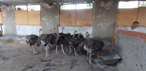 دراسة جدوى مشروع تربية النعام في المنزل وأرباحه تربية النعام في المنزل