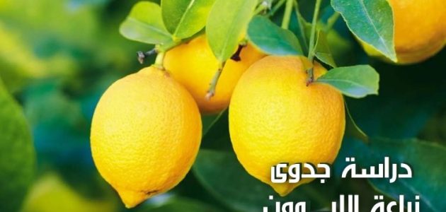 دراسة جدوي زراعة الليمون وانتاج الفدان الواحد دراسة جدوي زراعة الليمون