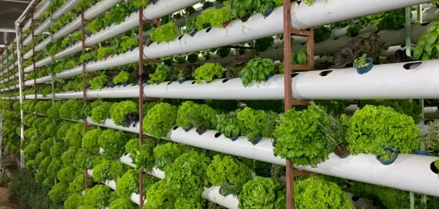 دراسة جدوي مشروع الزراعة المائية ومتطلبات المشروع دراسة جدوي مشروع الزراعة المائية بالتفصيل