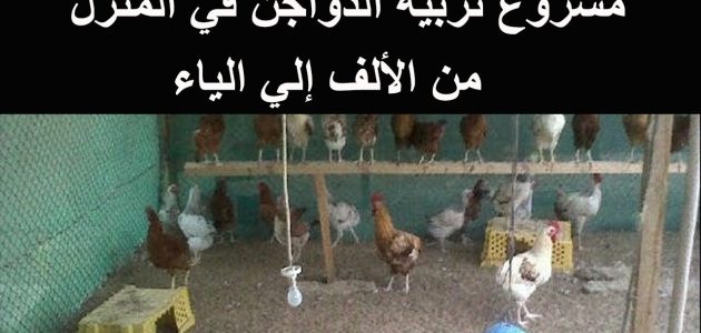 دراسة جدوى مشروع تربية الدواجن للمبتدئين وأرباح المشروع في الدورة مشروع تربية الدواجن للمبتدئين