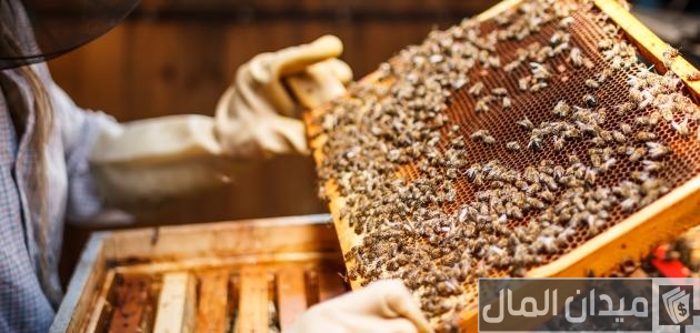 دراسة جدوى مشروع تربية النحل في الجزائر وأرباح المشروع مشروع تربية النحل