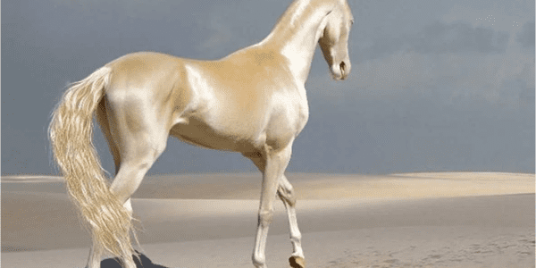 الخيول في العالم أفضل الخيول في العالم