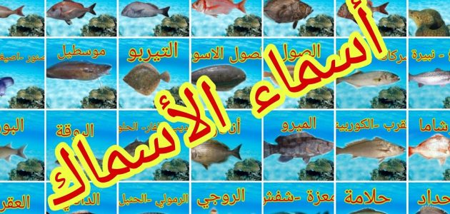 أسماء أشهر أنواع السمك بالصور أنواع السمك بالصور