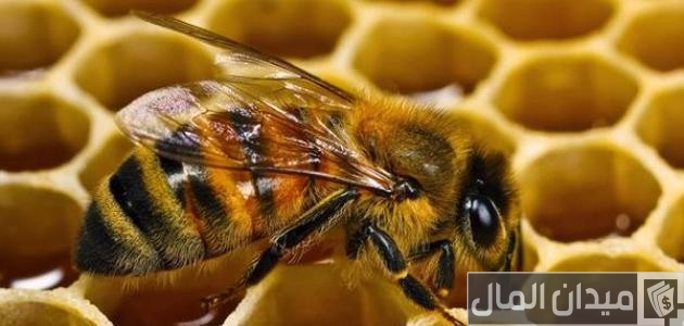 متطلبات تربية النحل في المنزل تربية النحل في المنزل