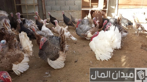دراسة جدوى مشروع تسمين الديك الرومي في المنزل تسمين الديك الرومي في المنزل