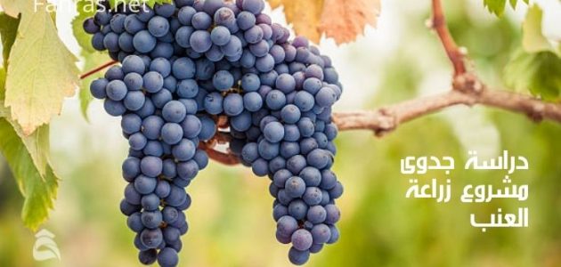 دراسة جدوى زراعة العنب في مصر وأرباح المشروع الشهرية دراسة جدوى زراعة العنب في مصر