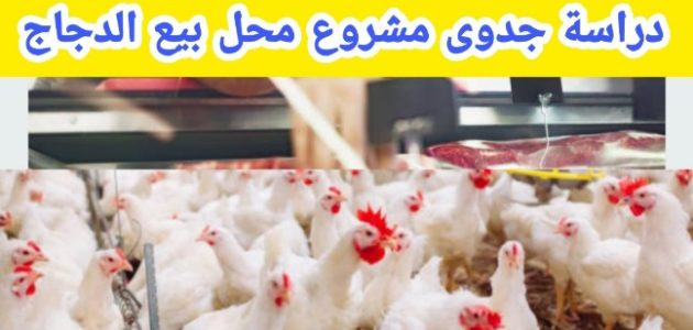 دراسة جدوى مشروع محل بيع فراخ وأرباح المشروع الشهرية دراسة جدوى مشروع محل بيع فراخ