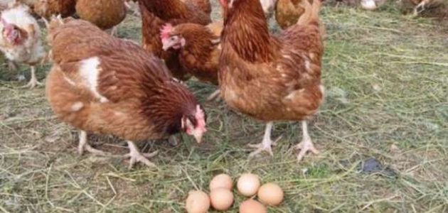 علاج أمراض الدجاج بالأعشاب علاج أمراض الدجاج بالأعشاب