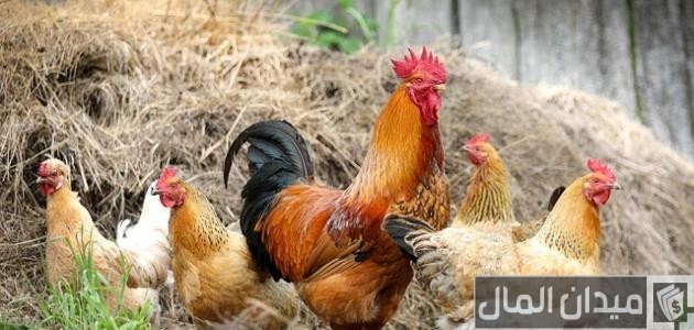 كيف يبدأ مشروع تربية الدواجن في مصر مشروع تربية الدواجن في مصر