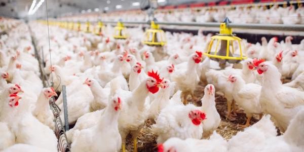 دراسة جدوى مشروع تربية الدواجن لونساج ومتطلباته مشروع تربية الدواجن لونساج