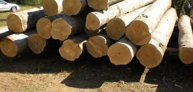 دراسة جدوى مشروع زراعة الباولونيا وأرباح المشروع مشروع زراعة الباولونيا