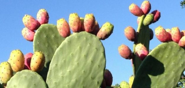 دراسة جدوى مشروع زراعة التين الشوكي في مصر وأرباح المشروع الشهرية مشروع زراعة التين الشوكي
