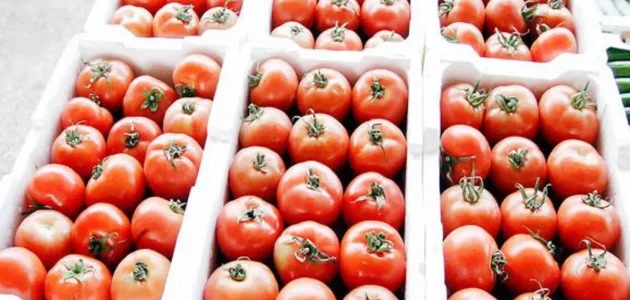 مواعيد زراعة الطماطم في السعودية وقت زراعة الطماطم في السعودية