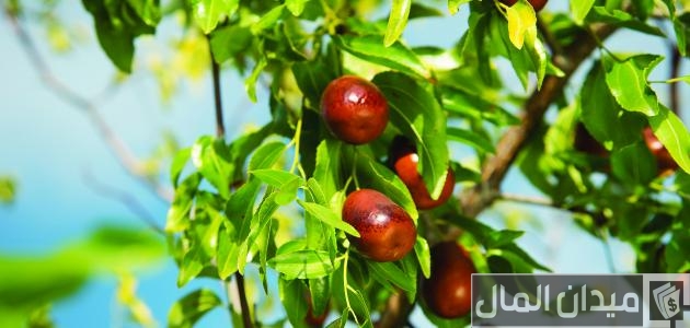ما هي أنواع الأشجار المثمرة دائمة الخضرة أشجار مثمرة دائمة الخضرة