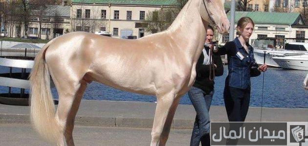 أغلى نوع حصان في العالم أغلى حصان في العالم
