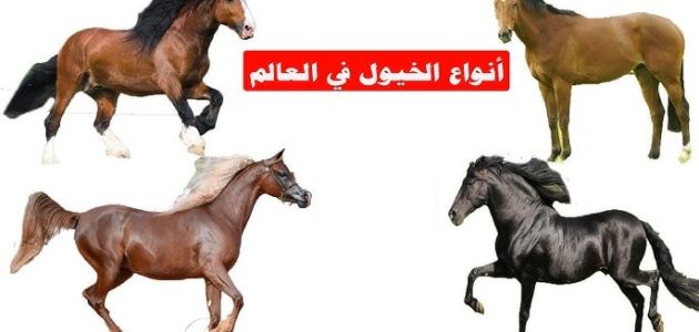 أنواع الخيول وأسمائها بالصور أنواع الخيول وأسمائها