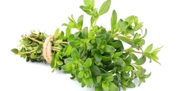 أنواع الزعتر أنواع الزعتر