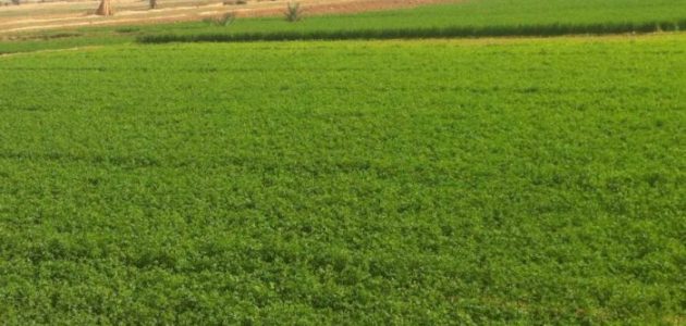 دراسة جدوى استصلاح 20 فدان وأرباح المشروع دراسة جدوى استصلاح 20 فدان