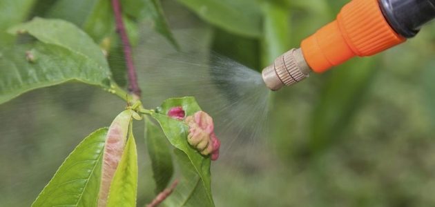 الوقت المثالي لرش الزيوت المعدنية رش الزيوت المعدنية