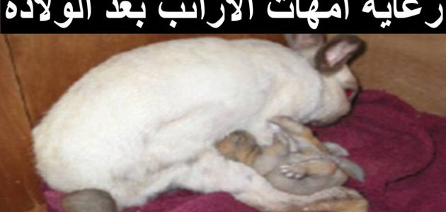 رعاية أمهات الأرانب بعد الولادة رعاية أمهات الأرانب بعد الولادة