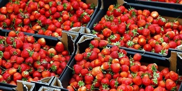 عناوين وأرقام شركات تصدير الخضروات والفاكهة في مصر شركات تصدير الخضروات والفاكهة