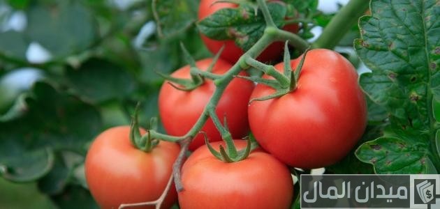 خطوات زراعة شتلات الطماطم طريقة زراعة شتلات الطماطم